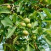 Дерево Грецкий орех: как выглядит, где растет, интересные факты