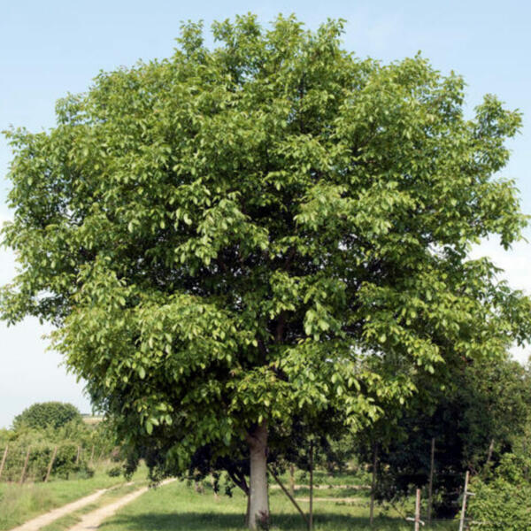 Где растет грецкий орех дерево фото