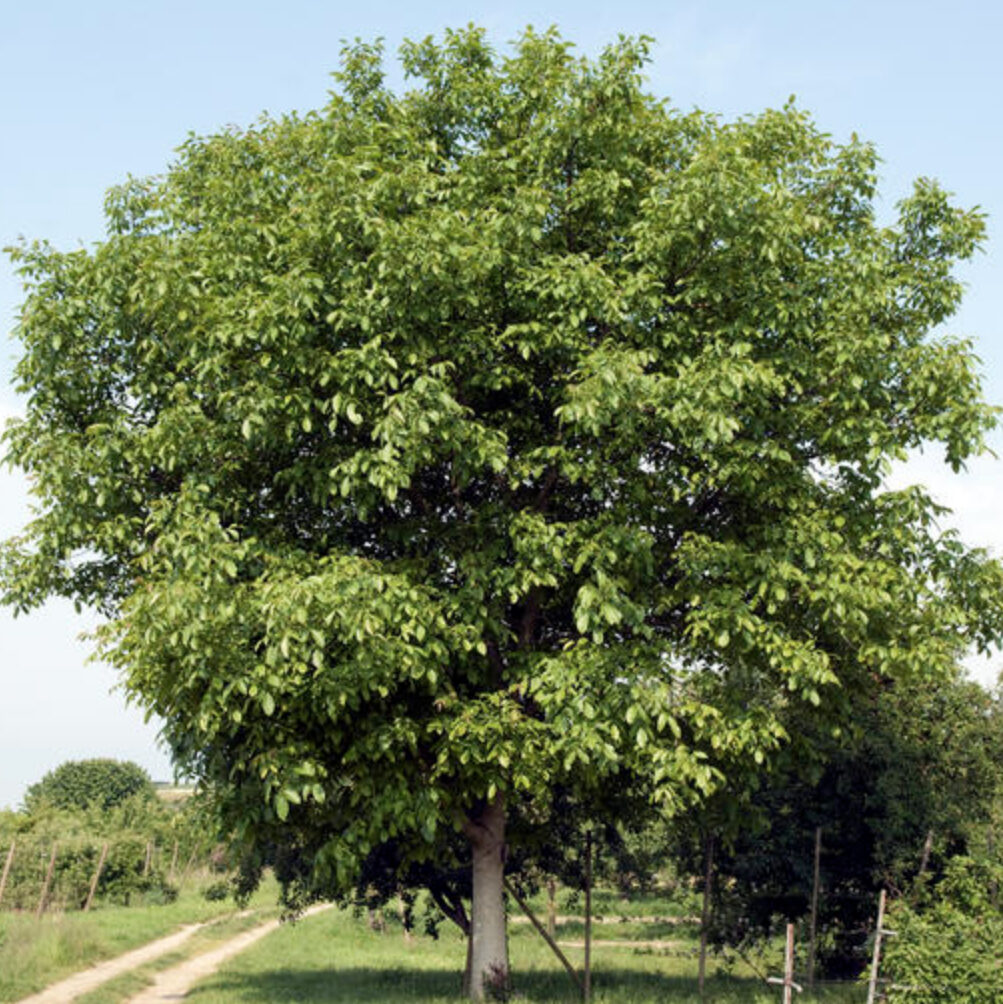 Дерево Грецкий орех: как выглядит, где растет, интересные факты
